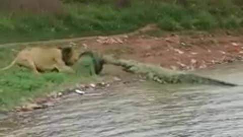 Lion vs Crocodile