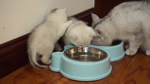 Mother cat cleaning kittens by force :)