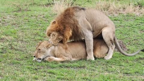 Lions mating