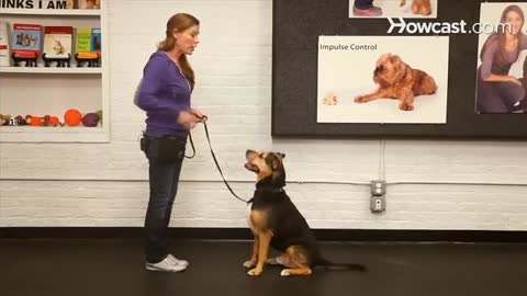 How_to_Teach_Your_Dog_to_Sit_|_Dog_Training