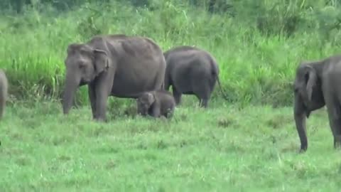 Sri Lanka Wild Elephant | Asia Elephant