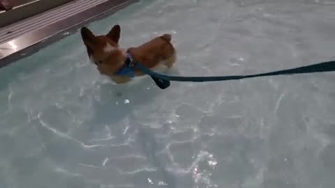 RESCUE the CUTE little Puppy PLUTO Played with DOLPHIN for the first time