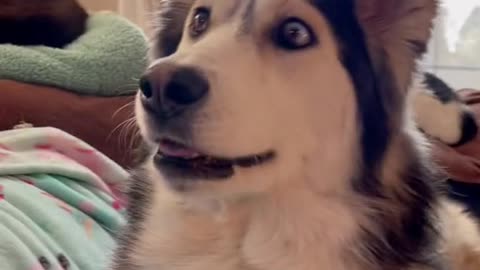 Dog gets nervous while watching a movie