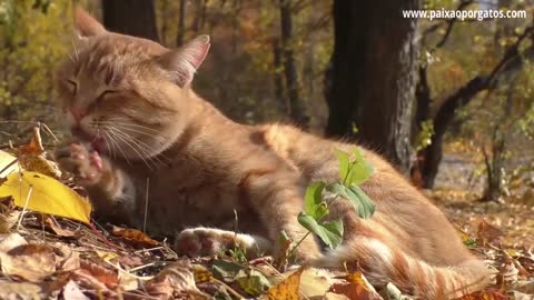 Gatos Laranjas Todo Gato Laranja é Macho?