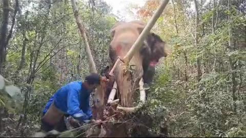 Elephant 🐘 Rescue.