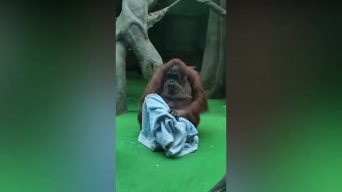 Chapa the orangutan grapples with dressing gown