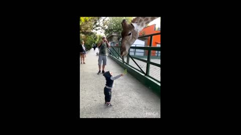 A Little fun In Zoo with Giraffe