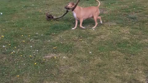 Happy Dog Finds Big Stick