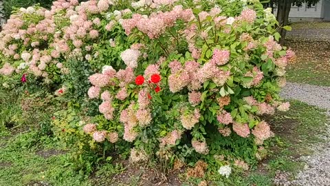 The Beauty of Nature: A Journey Through Stunning Flowers