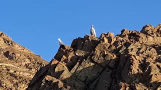 Two birds enjoying the sunrise