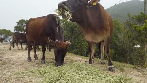 Cows eat grass peacefully