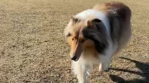 🔥Funniest Dogs will make you laugh all day long | Instagram Reels and Tiktok Videos | Desi animals 🔥