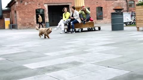 Amazing Reunion Of Dog With Human