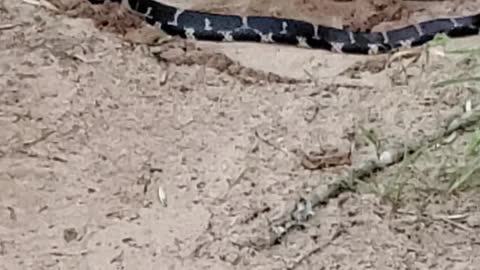 Snake on Hiking Trail