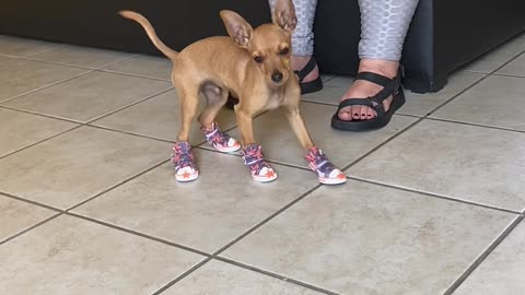 Chihuahua Dances In New Kicks