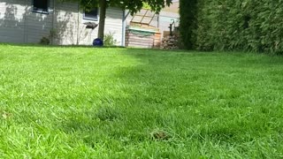 Happy dog playing fetch