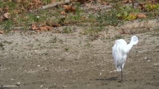 White crane fishing in the shallows