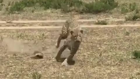 Female warthog chases away leopard that grabbed her cub 😮