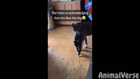 Funniest Dogs and Cats Compilation 2023😂🐕🐈