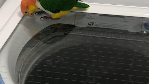 Hilarious Parrot Watches Washer Spin