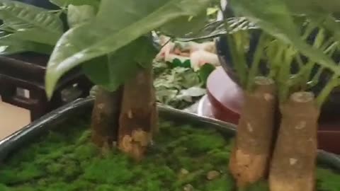 Two banyan tree bonsai