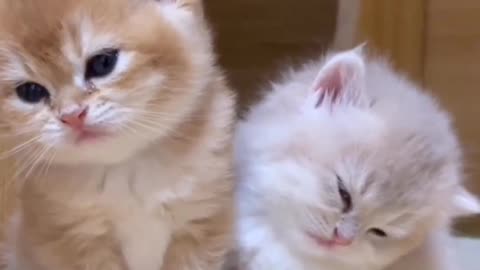 Adorable Baby Kittens: Hilarious and Cute Moments Compilation!"