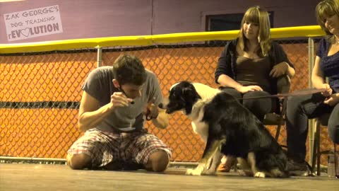 Dog Training: How to Train ANY DOG the Basics