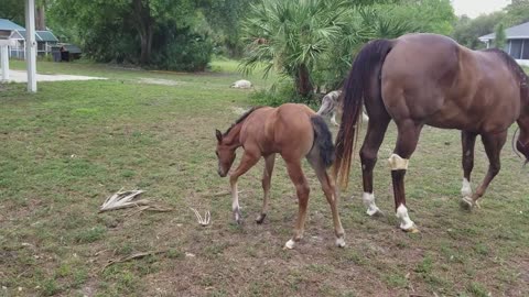 Baby Horse Emma Kicks Her Mom