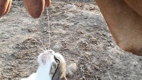 Cat Thirsts For Fresh Cow Milk