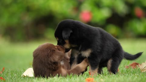 The little puppies are collecting them love and playing.