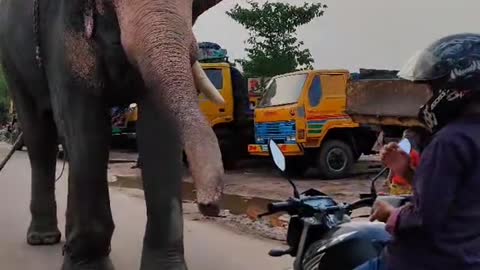 Elephant Sees Her Caregiver Being 'Attacked', Rushes To The Rescue