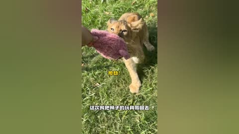 Cat Vs Lion Most Funny Video 🤣