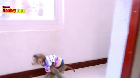 Confused monkey is upset with its tail