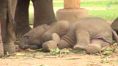 Baby Elephant Wan Mai Outing - ElephantNews