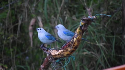 Blue Birds