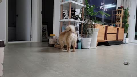 Puppy crying for food