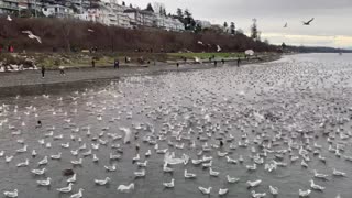 Seagulls and Seals Love Their Anchovies