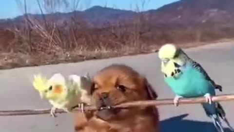 Funny animal video shots