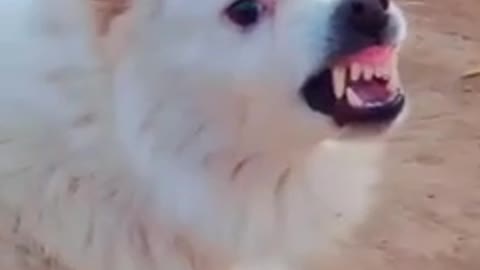 Aggressive dog