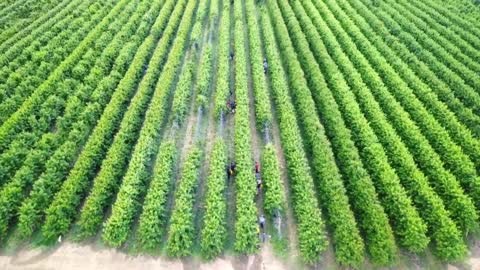 Brentwood Cherry Picking May 2018