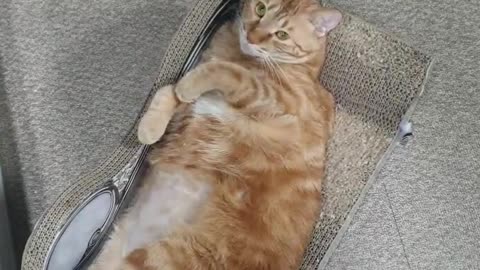 A cute cat lying on the bed.