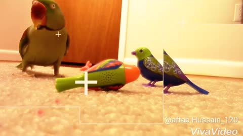 Parrot fught with toys look like parrots