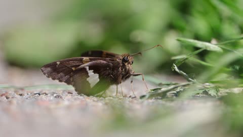 Silver Spotted Skipper Butterfly Takes Off