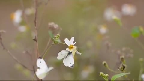 Butterfly 😀❤💖💐