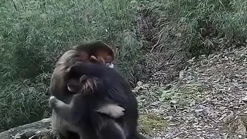 Two endangered Golden Monkeys hugging each other