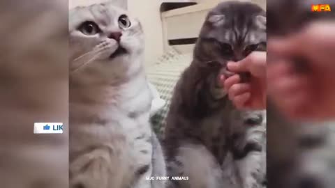 funny animal with human