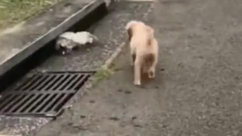 funny dogs in action