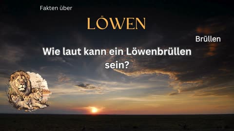 Löwen-Fakt 6 - Wie laut kann ein Löwenbrüllen sein?