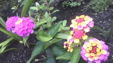 Lantana camara yellow and purple are filmed in a small garden, beautiful flowers! [Nature & Animals]