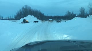 Dog Sled Team, Willow, Alaska